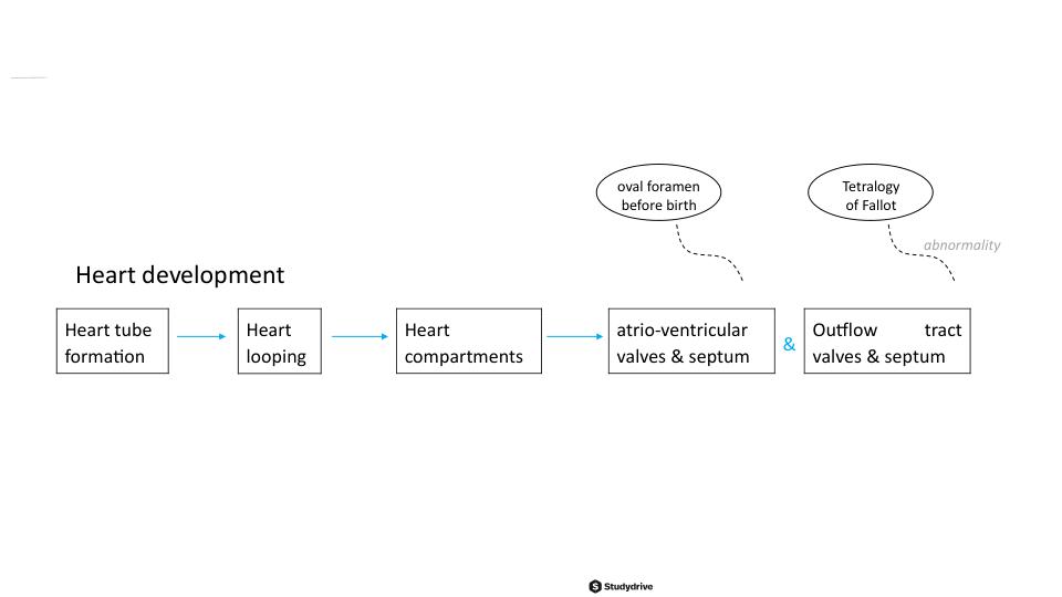 Case11_mindmap-heart_development (1)Exam Graded A+ with Updated  100% solutions